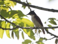 Black-and-white Shrike-flycatcher (Bias musicus)