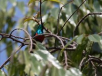 Olive-bellied Sunbird (Cinnyris chloropygius)