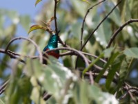 Olive-bellied Sunbird (Cinnyris chloropygius)