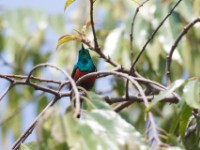 Olive-bellied Sunbird (Cinnyris chloropygius)