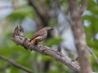 African Shrike-flycatcher (Megabyas flammulatus)