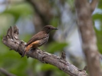 African Shrike-flycatcher (Megabyas flammulatus)