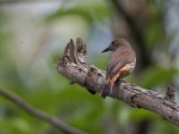 African Shrike-flycatcher (Megabyas flammulatus)