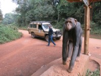 Kibale