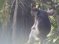 Ugandan Red Colobus (Procolobus tephrosceles)