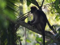 Ugandan Red Colobus (Procolobus tephrosceles)