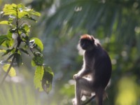 Ugandan Red Colobus (Procolobus tephrosceles)