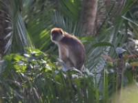 Ugandan Red Colobus (Procolobus tephrosceles)