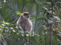 Ugandan Red Colobus (Procolobus tephrosceles)