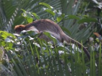 Ugandan Red Colobus (Procolobus tephrosceles)
