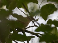 Plain Greenbul (Eurillas curvirostris)