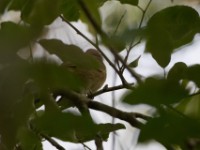 Plain Greenbul (Eurillas curvirostris)
