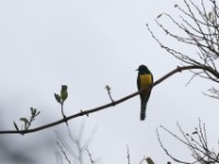 African Emerald Cuckoo (Chrysococcyx cupreus)
