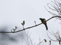 African Emerald Cuckoo (Chrysococcyx cupreus)