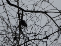 Dusky Tit (Melaniparus funereus)