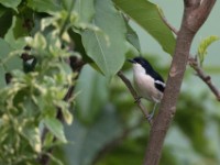 Tropical Boubou (Laniarius major)