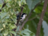 Tropical Boubou (Laniarius major)