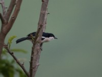 Tropical Boubou (Laniarius major)