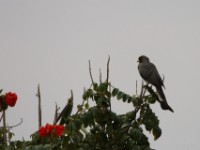 Eastern Plantain-eater (Crinifer zonurus)