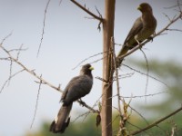 Eastern Plantain-eater (Crinifer zonurus)