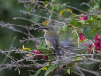 Sunbird sp.