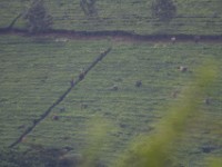 Kibale area
