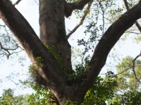 Mpanga Forest