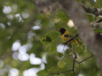 Western Oriole (Oriolus brachyrynchus)