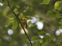 Western Oriole (Oriolus brachyrynchus)