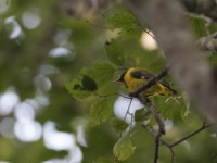 Western Oriole (Oriolus brachyrynchus)