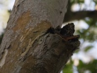 Fraser's Rufous Thrush (Stizorhina fraseri)