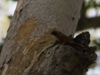 Fraser's Rufous Thrush (Stizorhina fraseri)