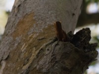 Fraser's Rufous Thrush (Stizorhina fraseri)