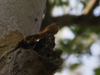 Fraser's Rufous Thrush (Stizorhina fraseri)