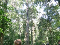 Mpanga Forest