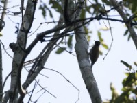 Brown-eared Woodpecker (Campethera caroli)