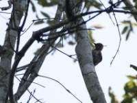 Brown-eared Woodpecker (Campethera caroli)