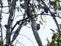 Brown-eared Woodpecker (Campethera caroli)