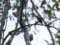 Brown-eared Woodpecker (Campethera caroli)