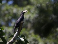 African Pied Hornbill (Lophoceros fasciatus)