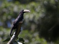 African Pied Hornbill (Lophoceros fasciatus)