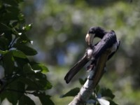 African Pied Hornbill (Lophoceros fasciatus)
