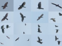 Cassin's Hawk-Eagle (Aquila africana)