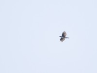 Cassin's Hawk-Eagle (Aquila africana)