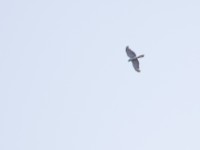 Cassin's Hawk-Eagle (Aquila africana)
