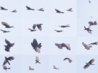 Cassin's Hawk-Eagle (Aquila africana)