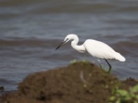 Little Egret (Egretta garzetta)