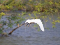Little Egret (Egretta garzetta)