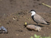 Spur-winged Lapwing (Vanellus spinosus)