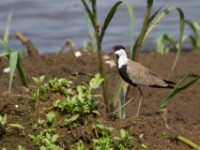 Spur-winged Lapwing (Vanellus spinosus)